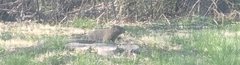 Marmota monax