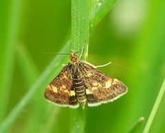 Pyrausta aurata
