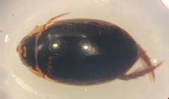 Thermonectus basillaris basillaris
