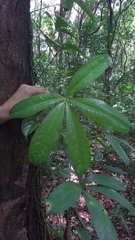 Anthurium pentaphyllum