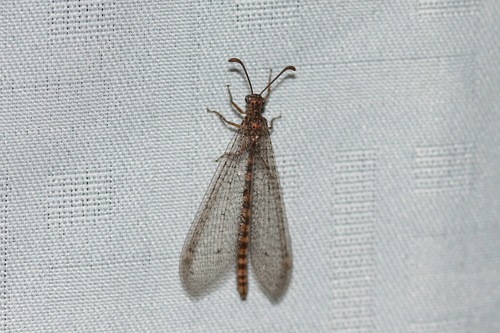 Brachynemurus sackeni