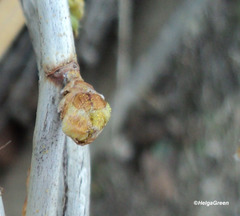 Cecidophyopsis ribis