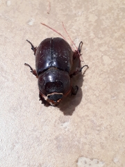 Oryctes nasicornis corniculatus