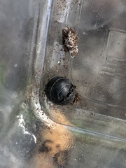 Armadillidium vulgare