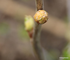 Cecidophyopsis ribis