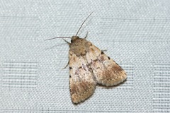 Properigea continens