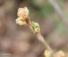 Cecidophyopsis ribis