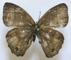 Yphthimoides renata