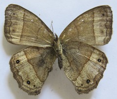 Yphthimoides renata