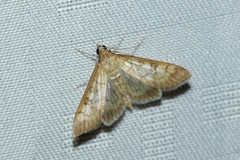 Mimorista trimaculalis