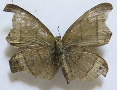 Yphthimoides renata