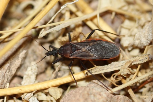 Triatoma rubida