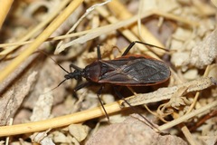 Triatoma rubida