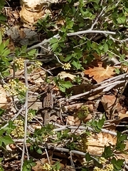 Aspidoscelis tesselatus