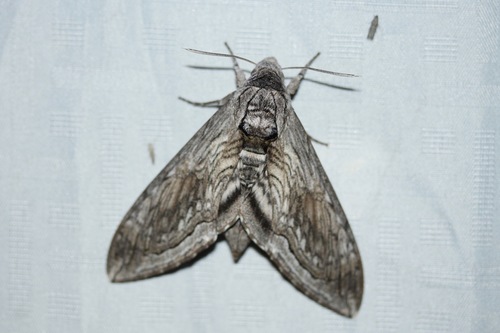 Manduca quinquemaculatus