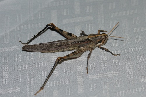 Gray Bird Grasshopper