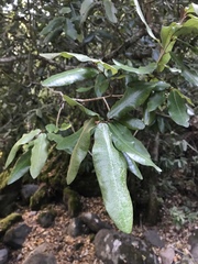 Aextoxicon punctatum