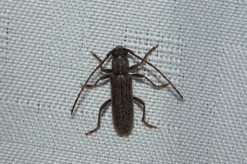 Anelaphus piceus