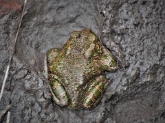 Bufotes viridis viridis