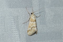 Pseudoschinia elautalis