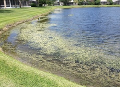 Hydrilla verticillata