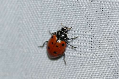 Convergent Lady Beetle