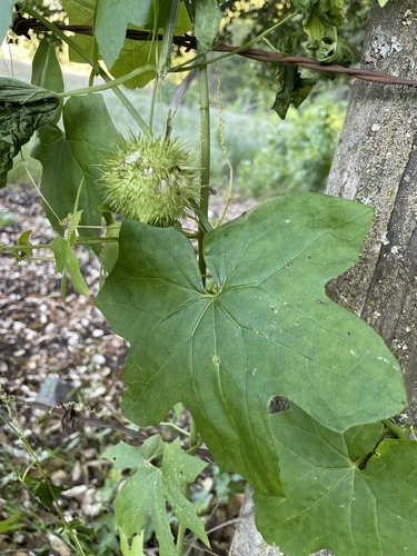 iNaturalist observation photo of California manroot
