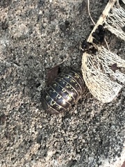 Armadillidium vulgare
