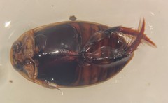 Thermonectus basillaris basillaris