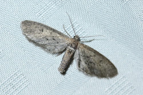 Glaucina