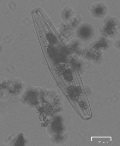 iNaturalist observation photo of Bacillariophyceae