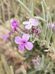 Matthiola incana melitensis