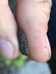 Armadillidium vulgare