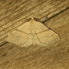 Adactylotis gesticularia