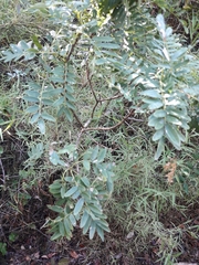 Sophora macrocarpa