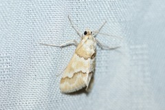 Pseudoschinia elautalis