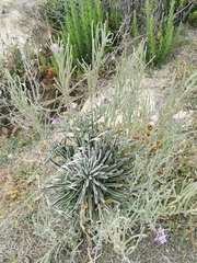 Matthiola incana melitensis