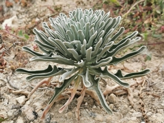 Matthiola incana melitensis