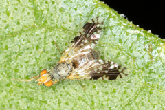 Brachycera