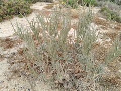 Matthiola incana melitensis