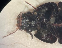 Hydrobiomorpha casta