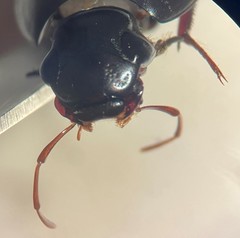 Hydrobiomorpha casta