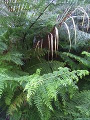 Dennstaedtia davallioides