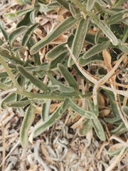 Matthiola incana melitensis