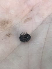 Armadillidium vulgare