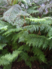 Dennstaedtia davallioides