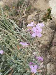 Matthiola incana melitensis