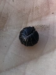 Armadillidium vulgare
