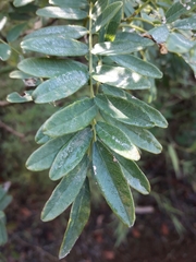 Sophora macrocarpa