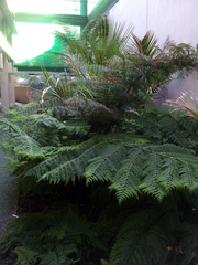 Dennstaedtia davallioides